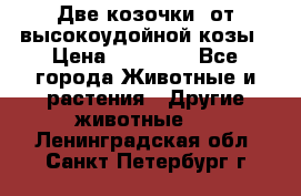 Две козочки  от высокоудойной козы › Цена ­ 20 000 - Все города Животные и растения » Другие животные   . Ленинградская обл.,Санкт-Петербург г.